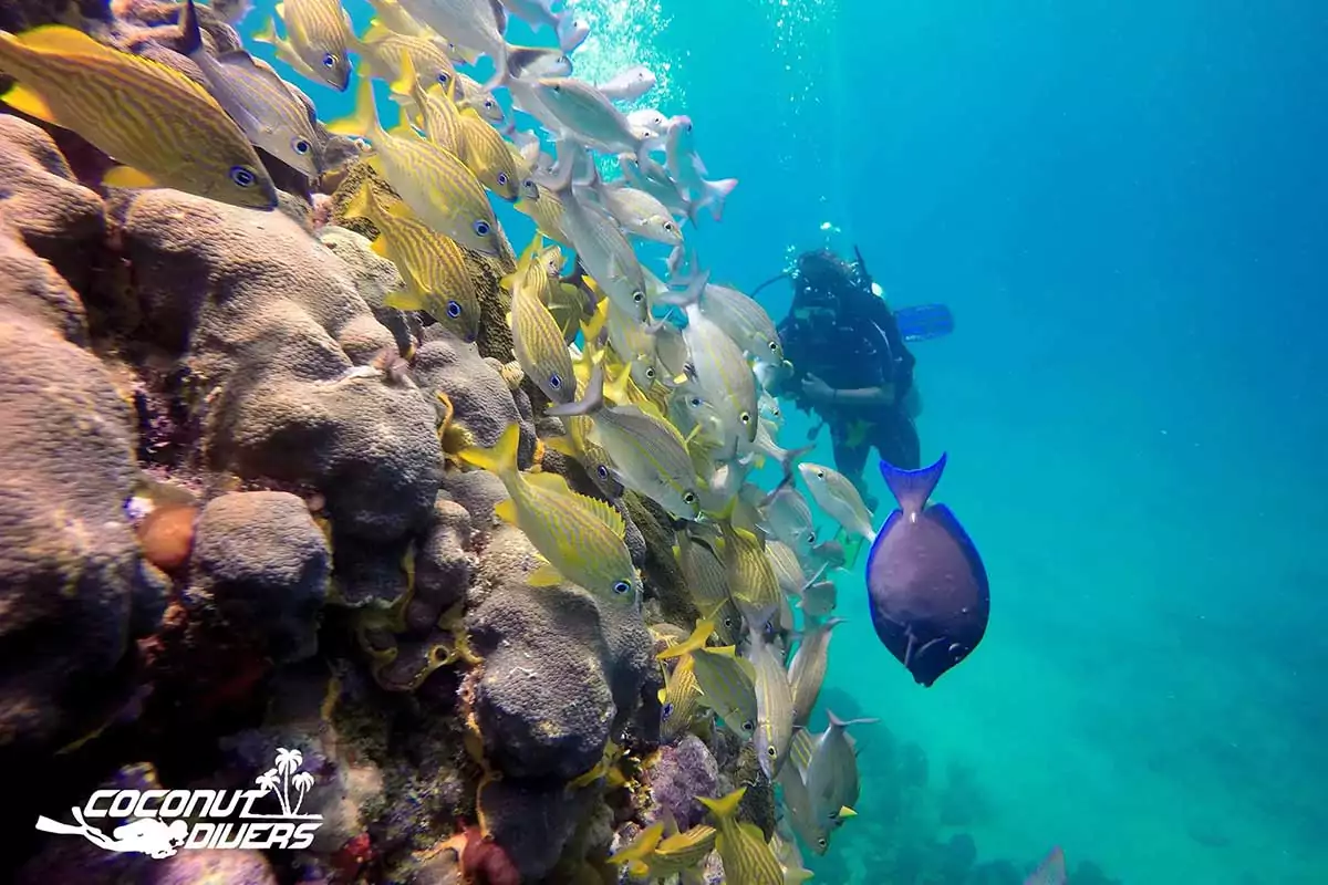 Scuba Diving Cancun