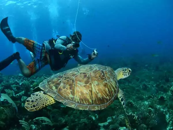 scuba diving cancun, turtle, coconut divers