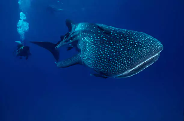 whale shark snorkeling and swimming in cancun